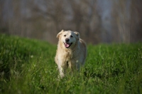 Picture of Golden Retriever running in the tall grass