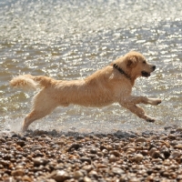 Picture of golden retriever running in the sea