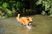 Picture of Golden Retriever running into water
