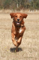 Picture of Golden retriever running towards camera