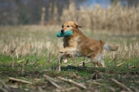 Picture of Golden retriever running with dummy