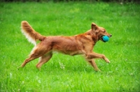 Picture of Golden Retriever running with dummy