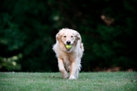 Picture of golden retriever running with tennis ball in mouth