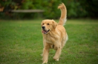 Picture of golden retriever running with tail up
