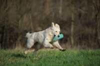 Picture of Golden retriever running with dummy