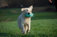 Picture of Golden retriever running with dummy