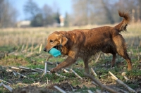 Picture of Golden retriever running with dummy