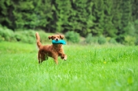 Picture of Golden Retriever running with dummy