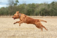 Picture of Golden Retriever running