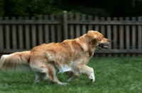 Picture of Golden Retriever running