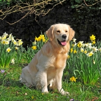 Picture of golden retriever sat in daffodils in springtime