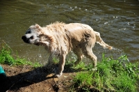 Picture of Golden Retriever shaking out water
