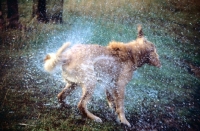 Picture of golden retriever shaking