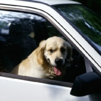 Picture of golden retriever shut in a hot car, posed by a model