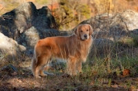 Picture of Golden Retriever side view