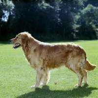 Picture of golden retriever side view