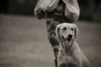 Picture of golden retriever sitting and smiling, trainer in the background