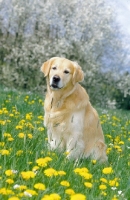 Picture of Golden retriever sitting in flowery field