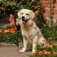 Picture of golden retriever sitting in garden