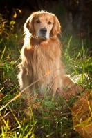 Picture of Golden Retriever sitting in greenery