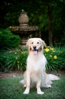 Picture of golden retriever sitting in greenery