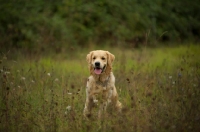 Picture of golden retriever sitting in tall grass
