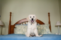 Picture of Golden retriever sitting on bed.