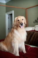 Picture of golden retriever sitting on bed