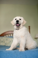Picture of Golden retriever sitting on bed.