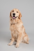Picture of Golden Retriever sitting on grey studio background, smiling.
