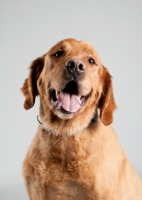 Picture of Golden Retriever sitting on grey studio background, smiling.