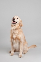 Picture of Golden Retriever sitting on gray studio background, smiling.