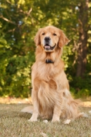 Picture of Golden Retriever sitting on grass