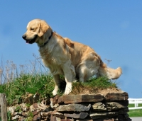 Picture of Golden Retriever sitting on wall