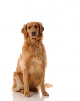 Picture of Golden Retriever sitting on white background