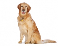 Picture of Golden Retriever, sitting