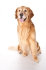 Picture of Golden Retriever, sitting