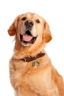 Picture of Golden Retriever smiling and happy