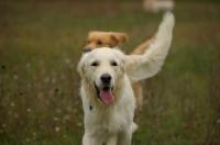 Picture of golden retriever smiling, tongue out