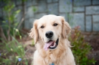Picture of golden retriever smiling with tongue out