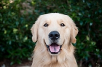 Picture of golden retriever smiling