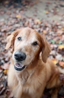 Picture of golden retriever smiling