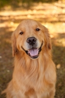 Picture of Golden Retriever, smiling
