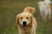 Picture of golden retriever smiling