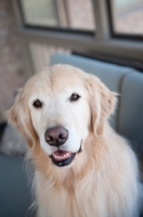 Picture of golden retriever smiling