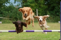 Picture of Golden Retriever, Spaniel (English Cocker), agility