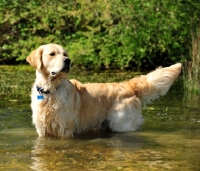 Picture of Golden Retriever standing in water
