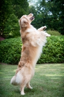 Picture of golden retriever standing on back legs