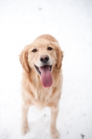 Picture of Golden Retriever standing on snow, smiling.