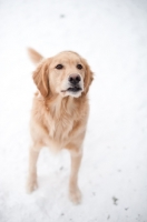 Picture of Golden Retriever standing on snow.